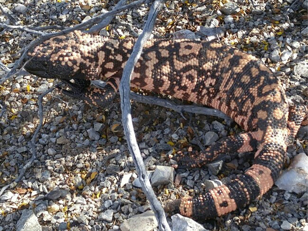 Close-up on a Gila Monster crawling around under thin branches, over gravel desert floor.