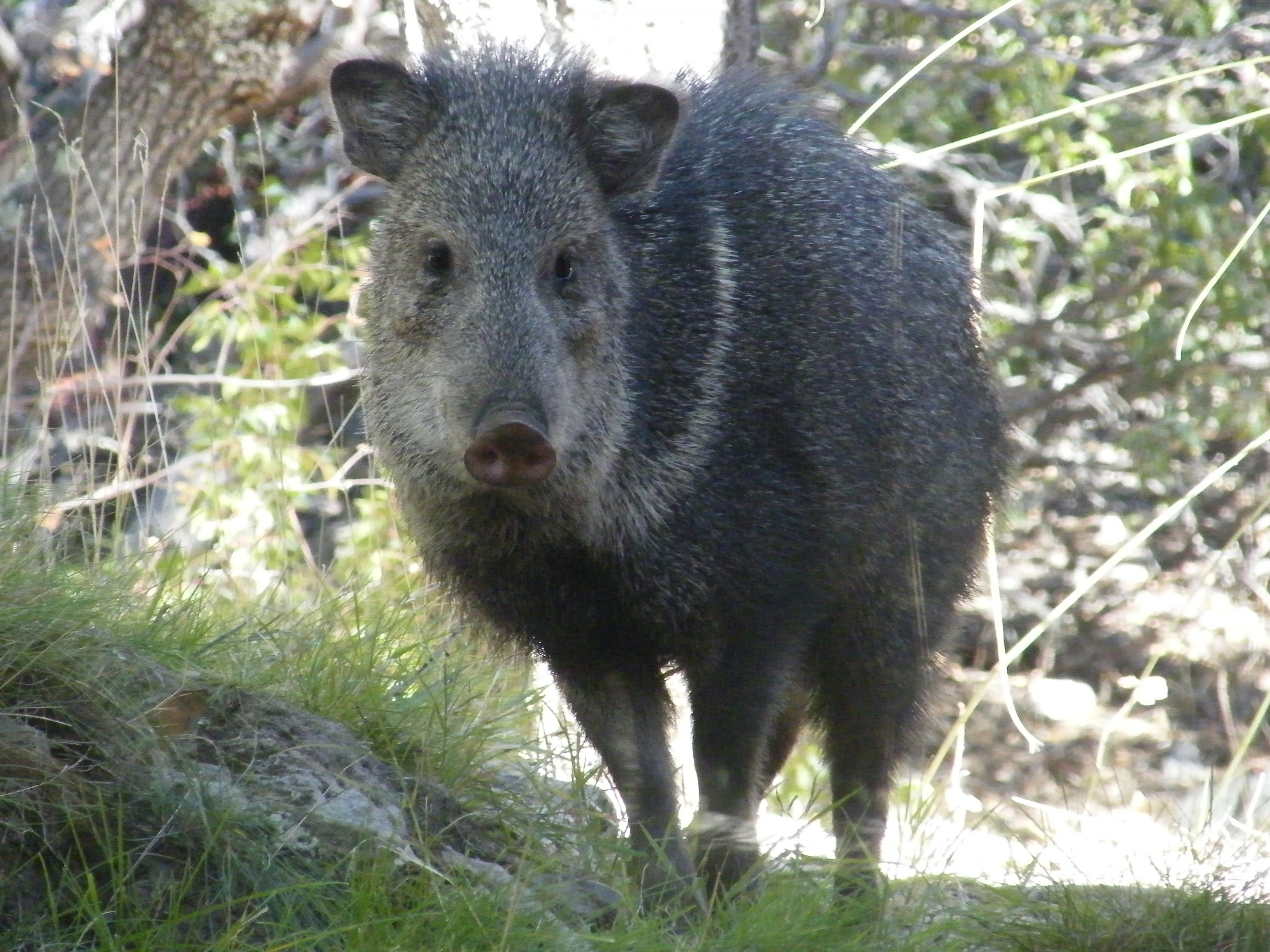 Two Javelina are laying down directly in front of the camera, appearing to cuddle together. Both are brown and tan with thick fur. Dusty brown ground below them, white brick walls behind them.