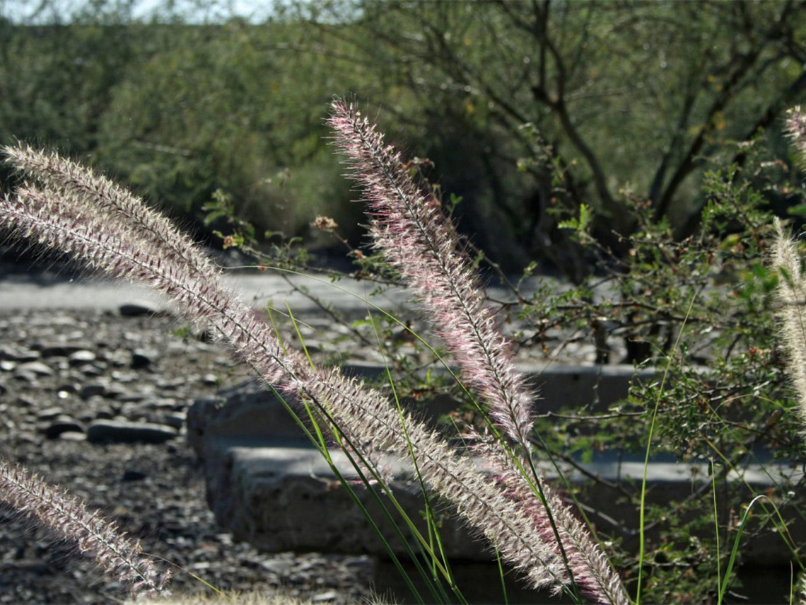 Low to the ground view of a large bush like bpatch of Fountain Grass. Green near the bottom, with a yellew hue near the top of each stand. several dozen fuzzy seed pods sit on top, purple in color and tube like in shape. A desert background with blue sky.