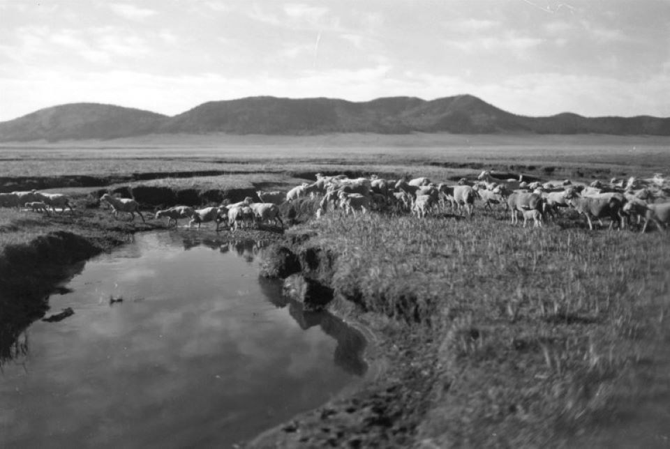 Historic black and white photo of hundreds of sheep grazing near a stream in a grassland.