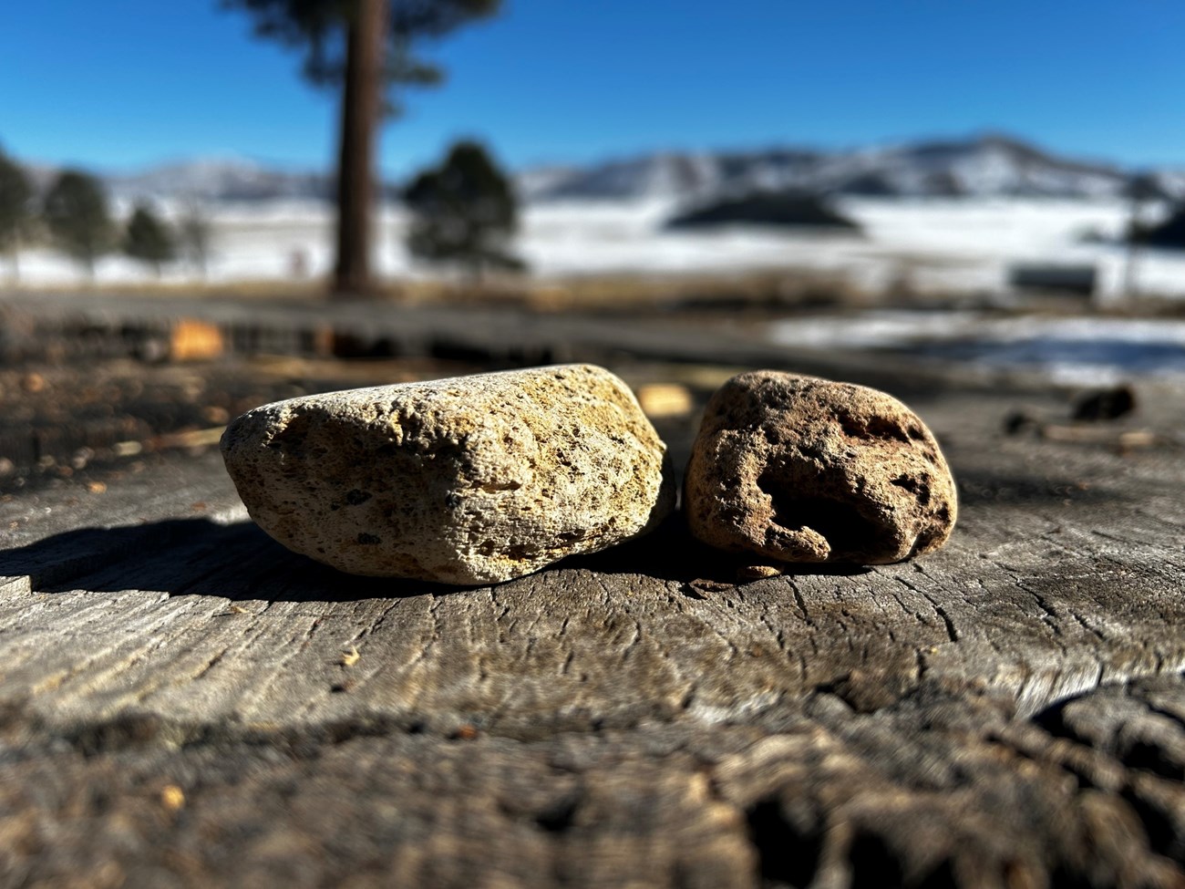 Two samples of light, porous rock resting on a stump. Text reads "pumice."