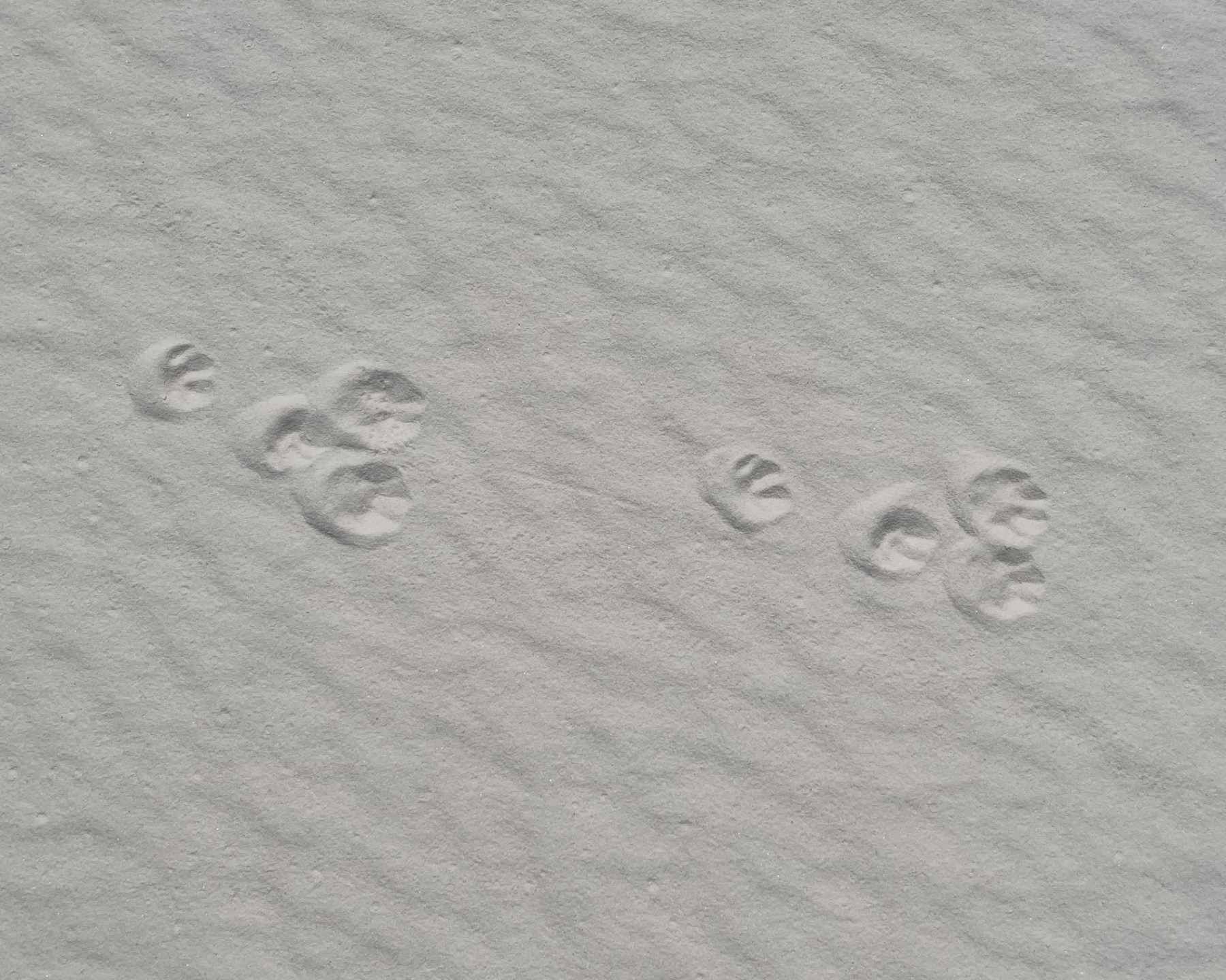 Two sets of tracks with four prints each, The prints are small and rounded with the two front paws together and the back two staggered.