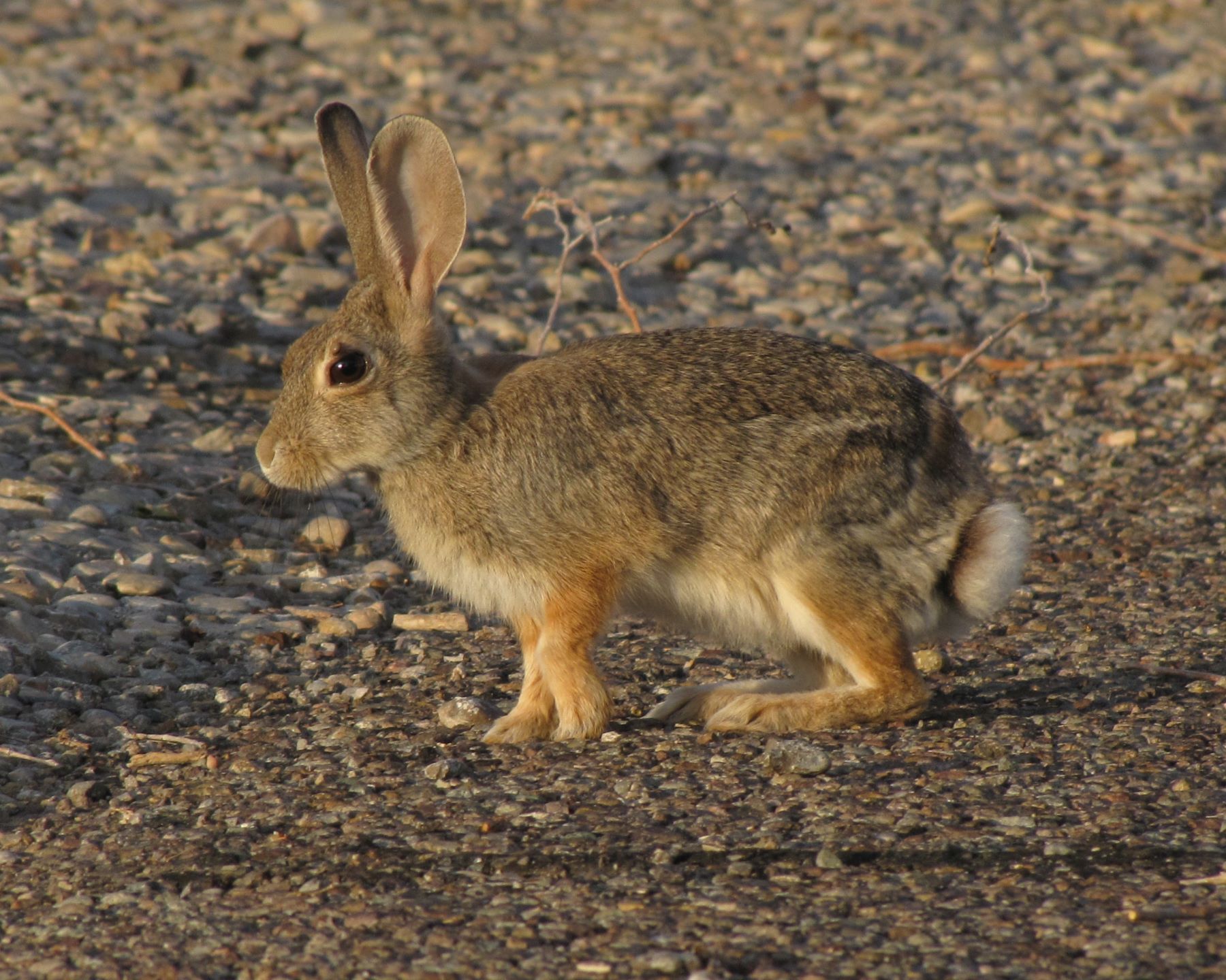 Two sets of tracks with four prints each, The prints are small and rounded with the two front paws together and the back two staggered.