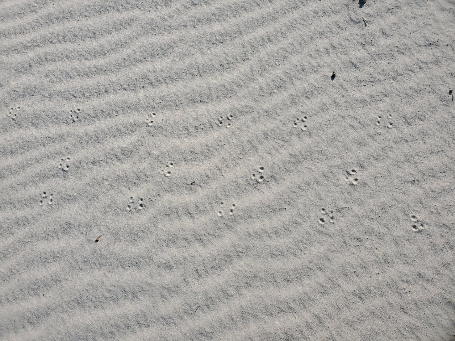 Three sets of tiny Apache pocket mouse run horizontally across the screen; each track is a collection of four small, circular footprints