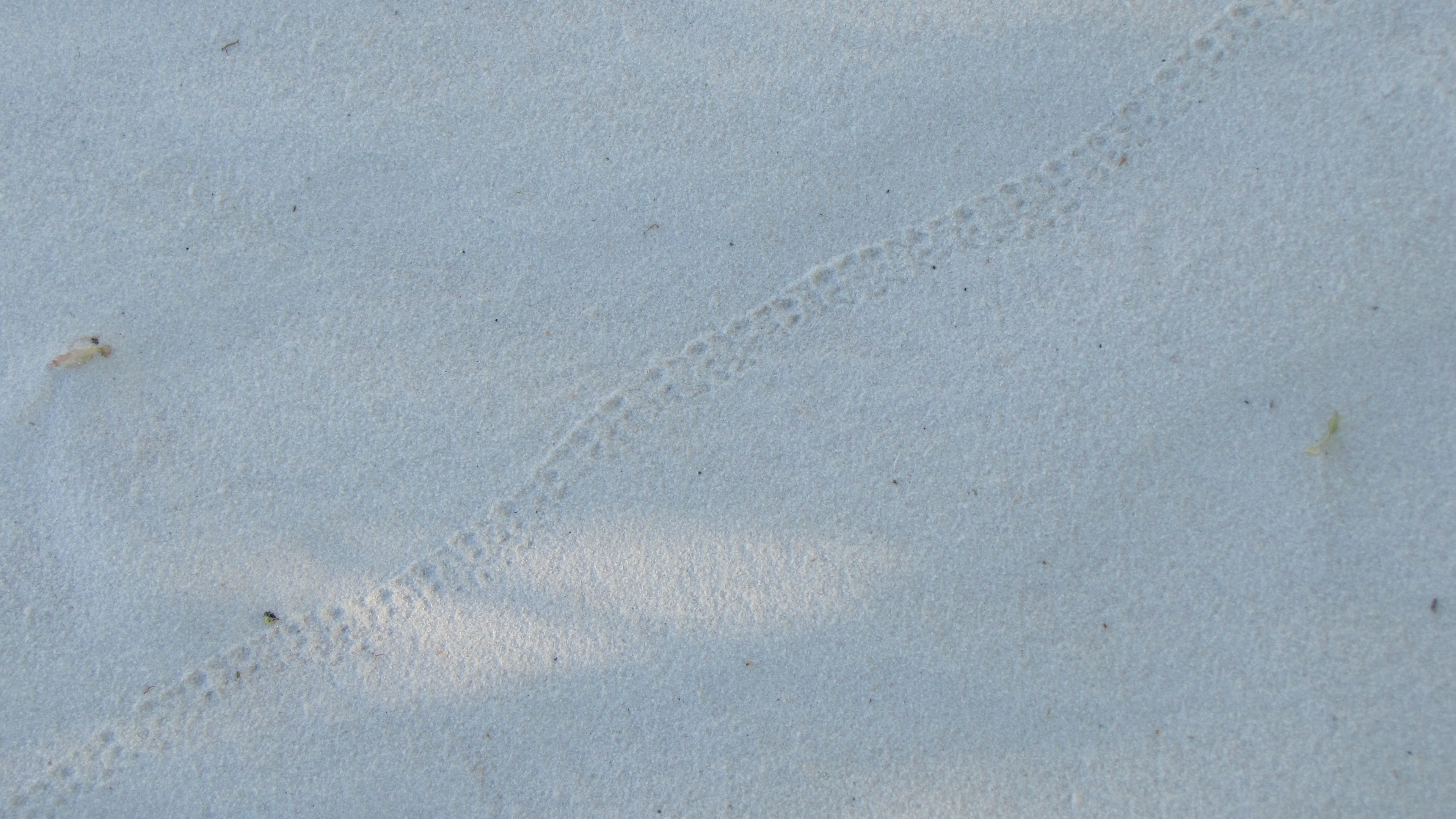 A ladder-like track crosses the white sands.