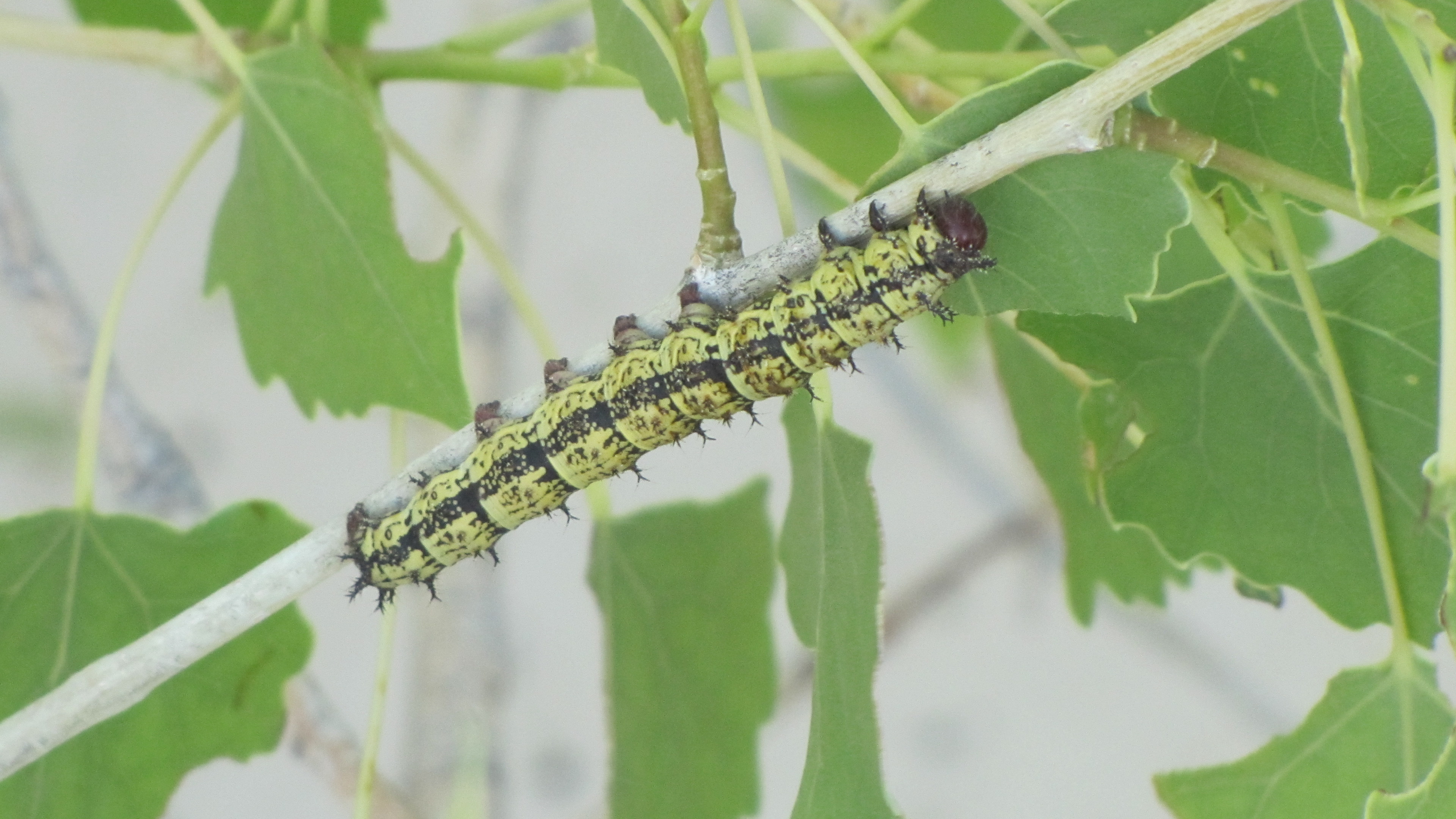 A ladder-like track crosses the white sands.