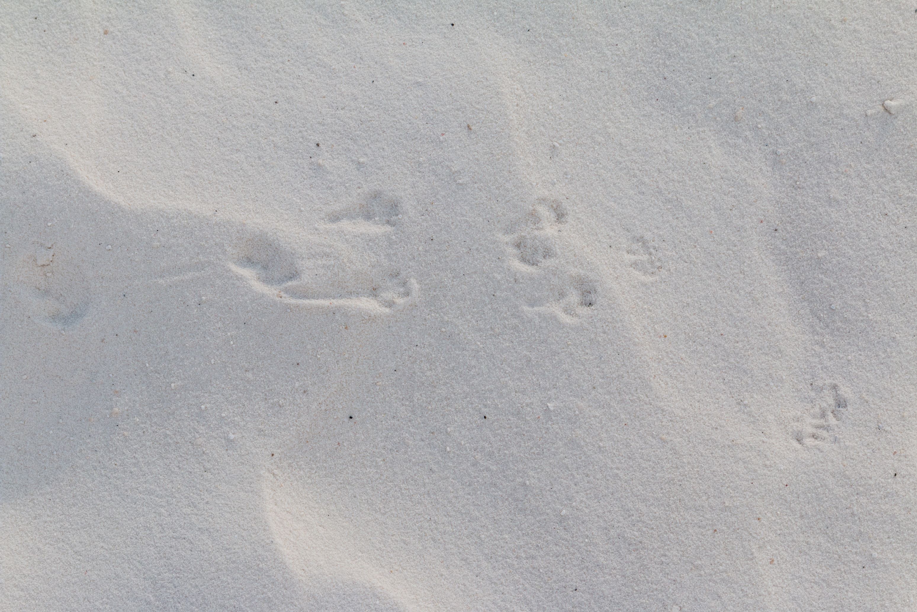 A set of kangaroo rat tracks; each track has four prints -- two larger rear feet and two small front feet with a tail line down the middle