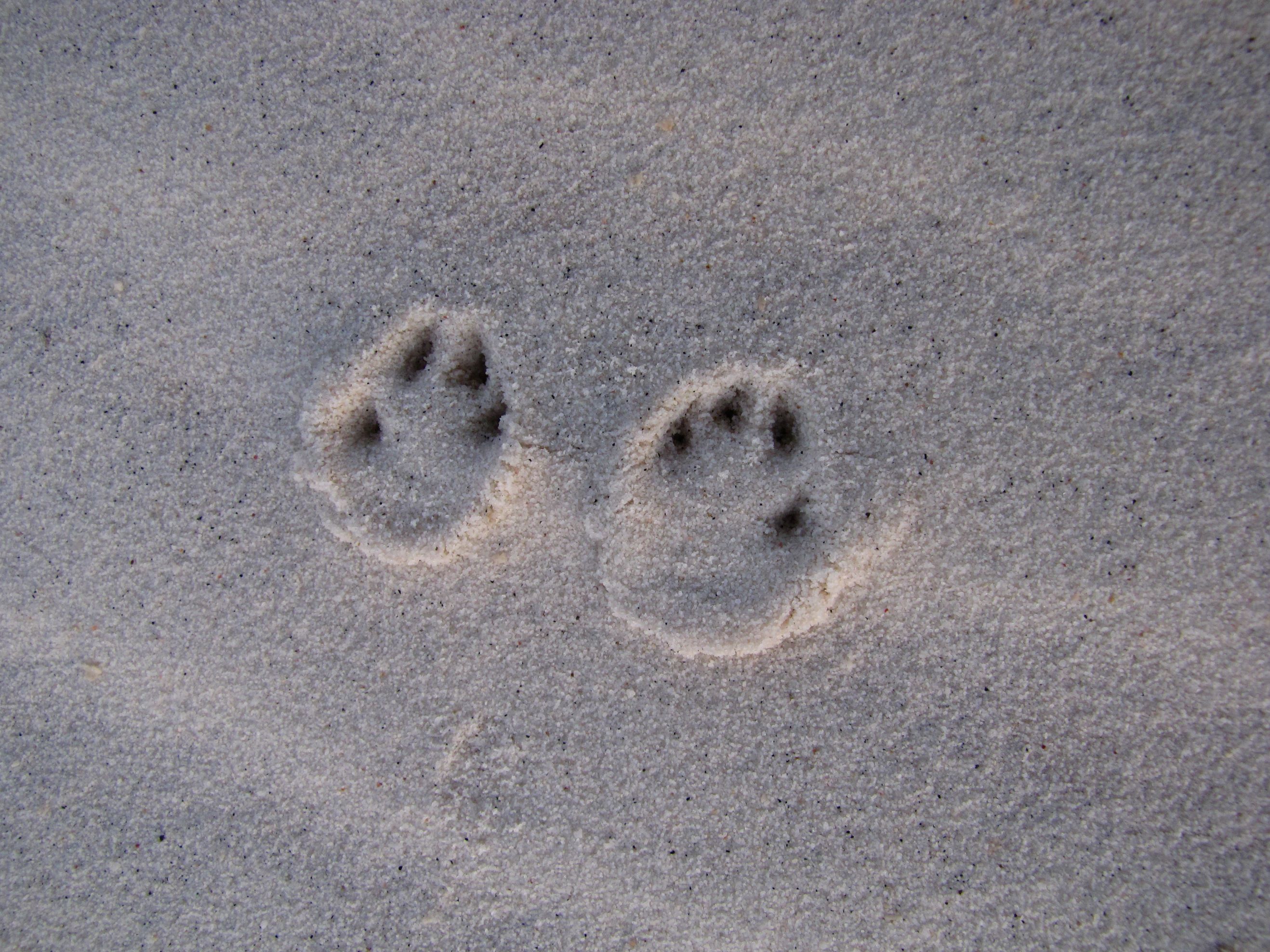 Two small paw prints on sand; similar to a dog print, there are four small toe pads ending in a point