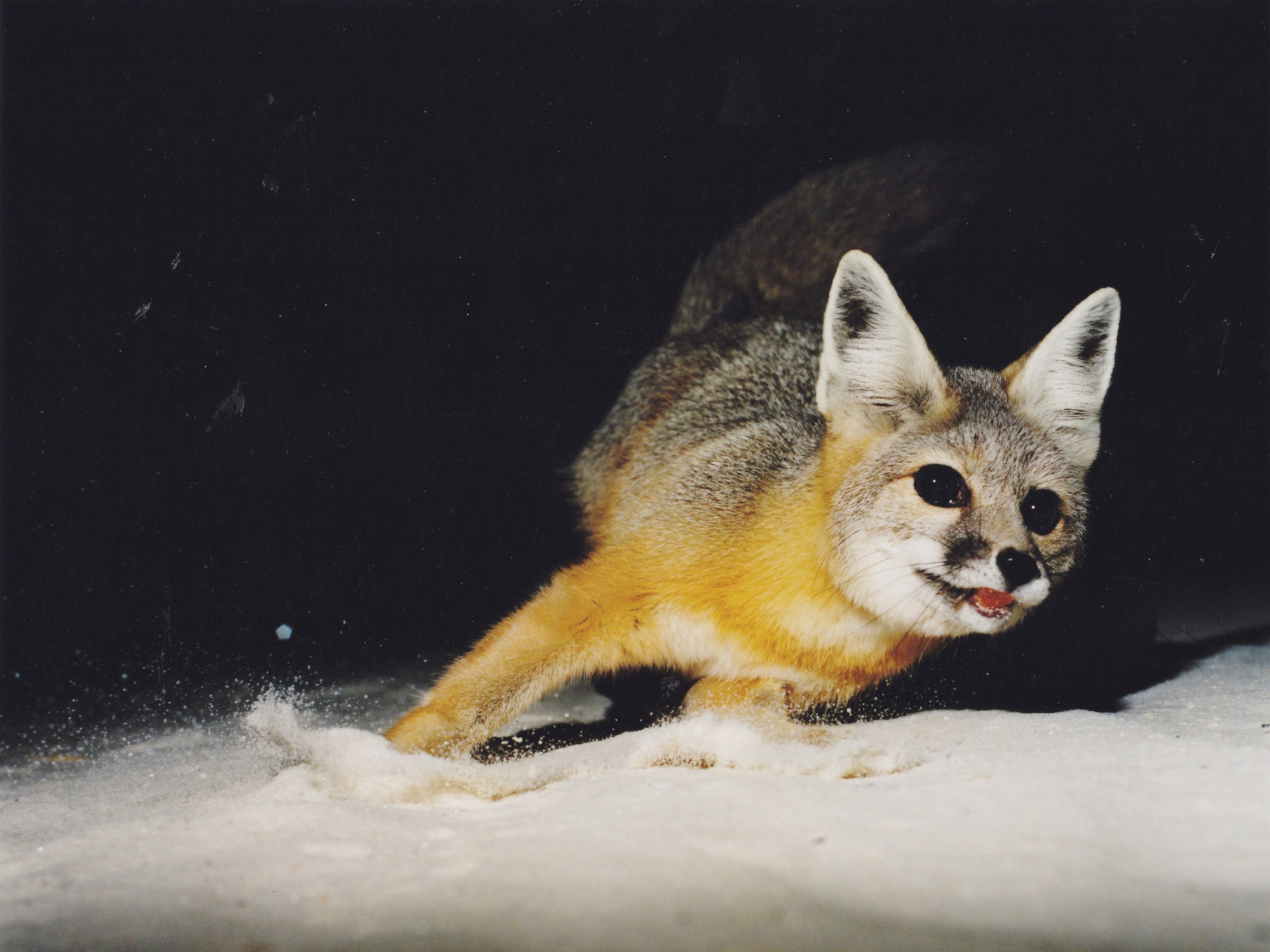Two small paw prints on sand; similar to a dog print, there are four small toe pads ending in a point