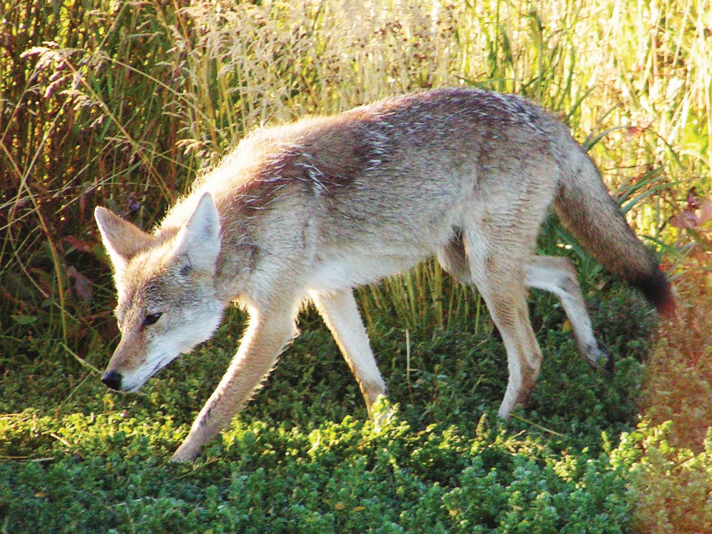 Two coyote paw prints in the snow over white sand; each print has four toe pads with fingernail indents and a main paw pad