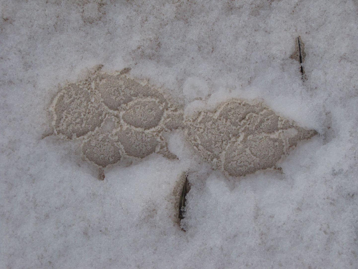 Two coyote paw prints in the snow over white sand; each print has four toe pads with fingernail indents and a main paw pad
