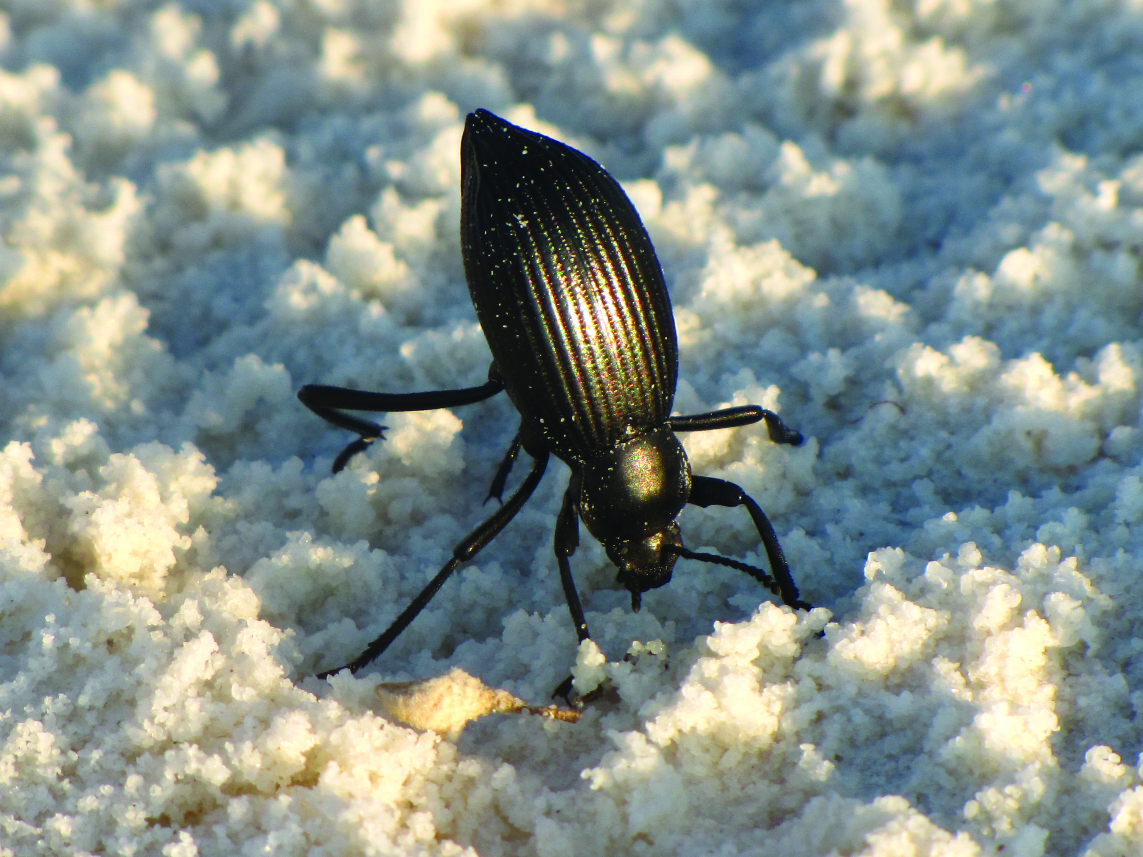 Tiny tracks in the sand making two straight lines; each footprint looks like a capital L, either normal or mirrored depending on the line
