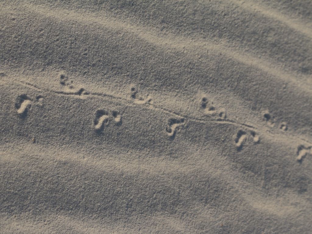 Small tracks in sand; a pair of footprints that each look like a banana with a small circle above, with a tail mark running in between
