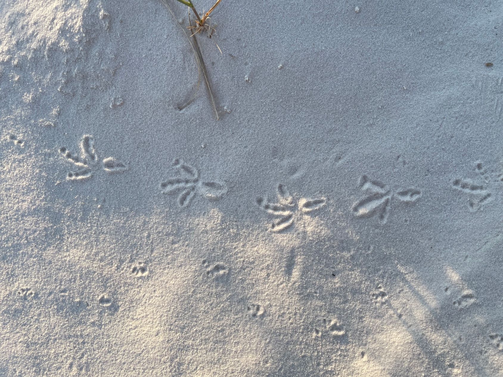 A set of bird tracks in the white sand; each track has one back toe and three front toes