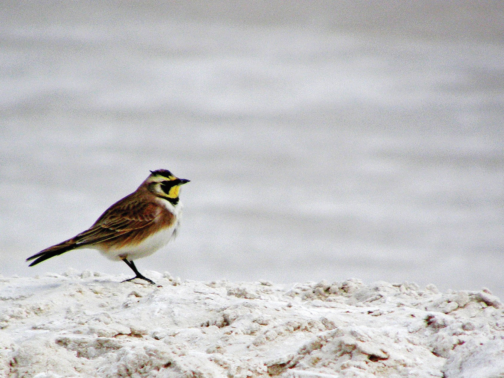 A set of bird tracks in the white sand; each track has one back toe and three front toes