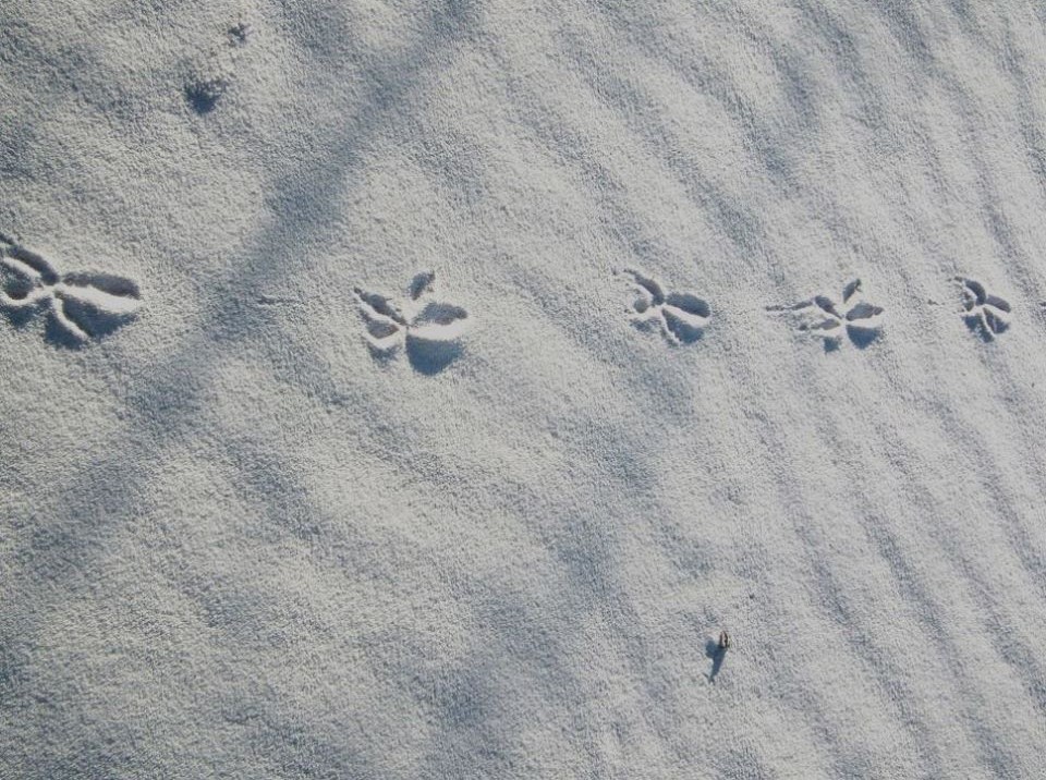 A set of roadrunner tracks in the white sand; they look like a stretched letter X