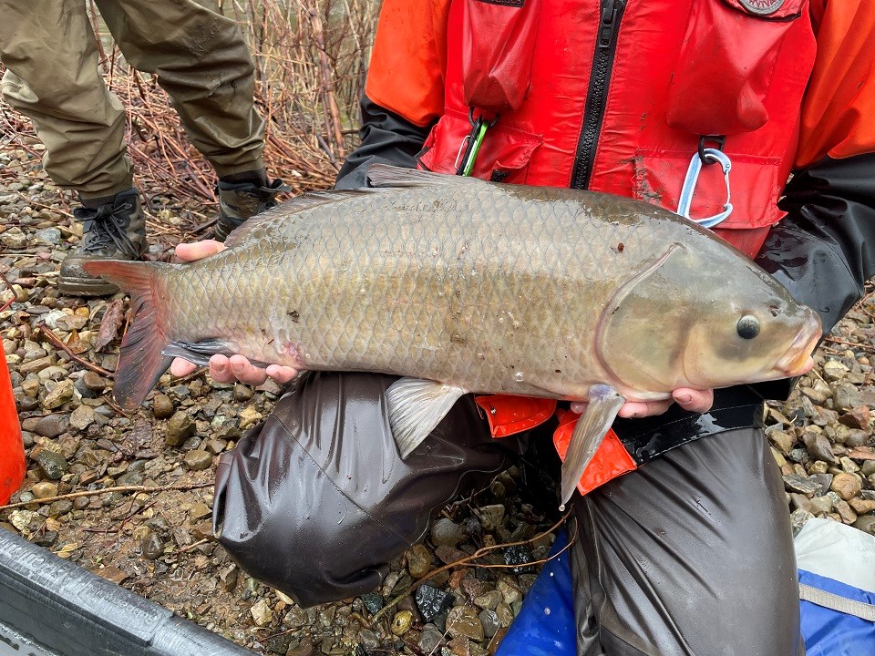 A person holding a bigmouth buffalo fish.