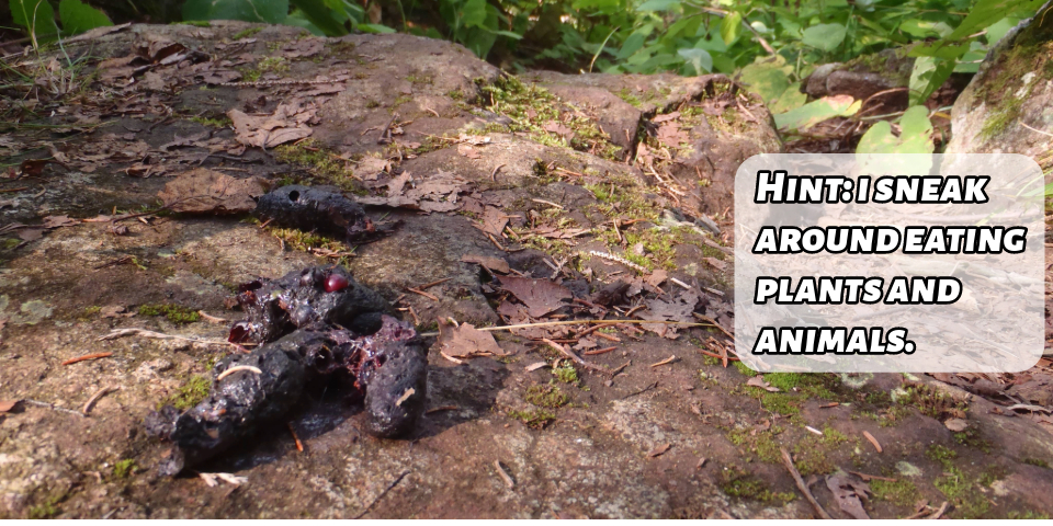 Animal scat on the side of the trail, with a text box reading, "Hint: I sneak around eating plants and animals."
