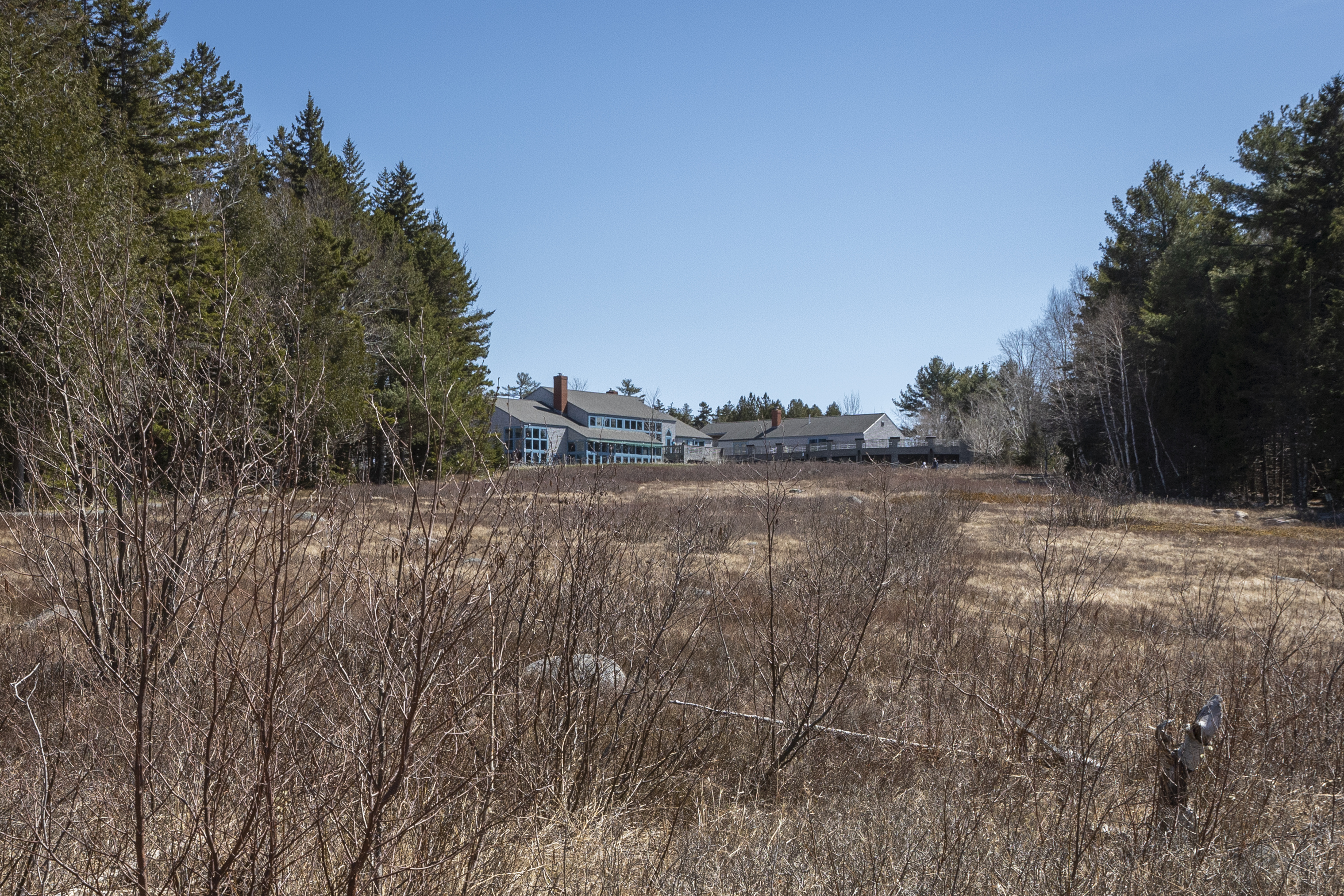 Before image of overgrown and dried out blueberry plant and miscellaneous dried grasses and weeds near Jordan Pond House.