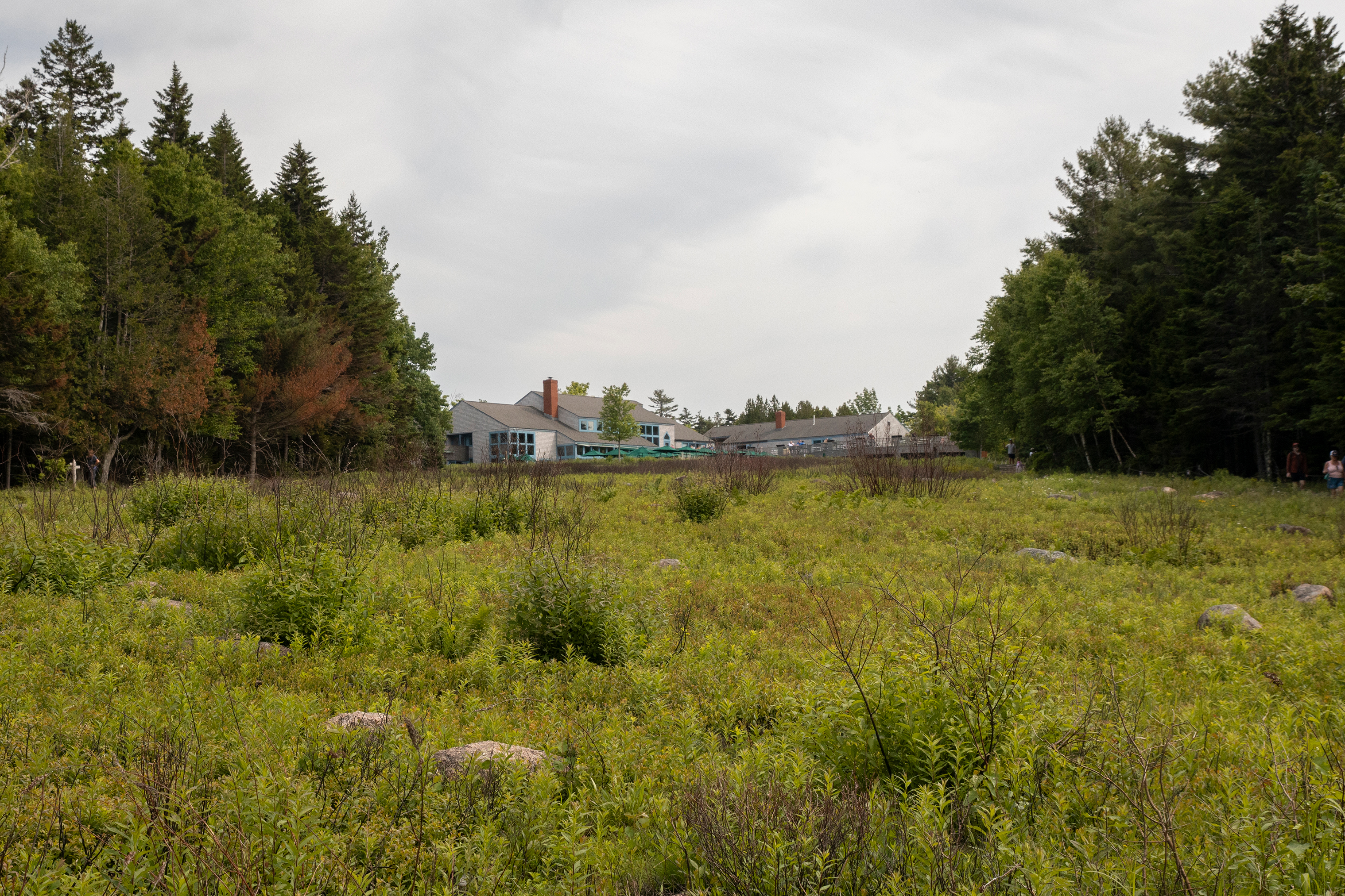 Before image of overgrown and dried out blueberry plant and miscellaneous dried grasses and weeds near Jordan Pond House.