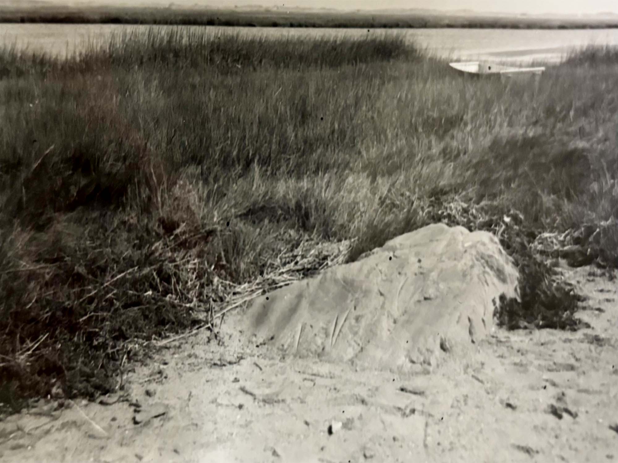 Black and White photograph of the top of a small boulder sticking out of a marsh.
