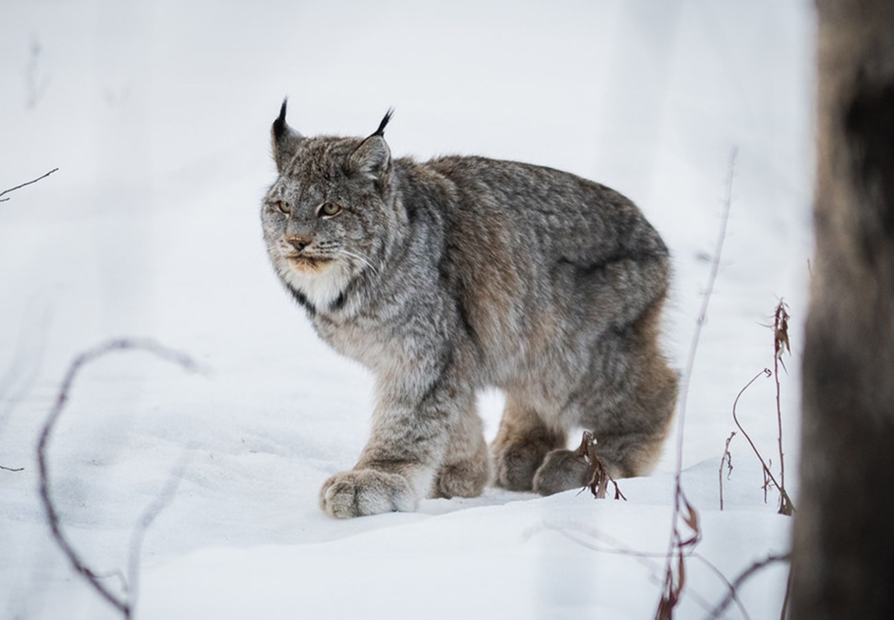 A lynx walking through a snowy forest.