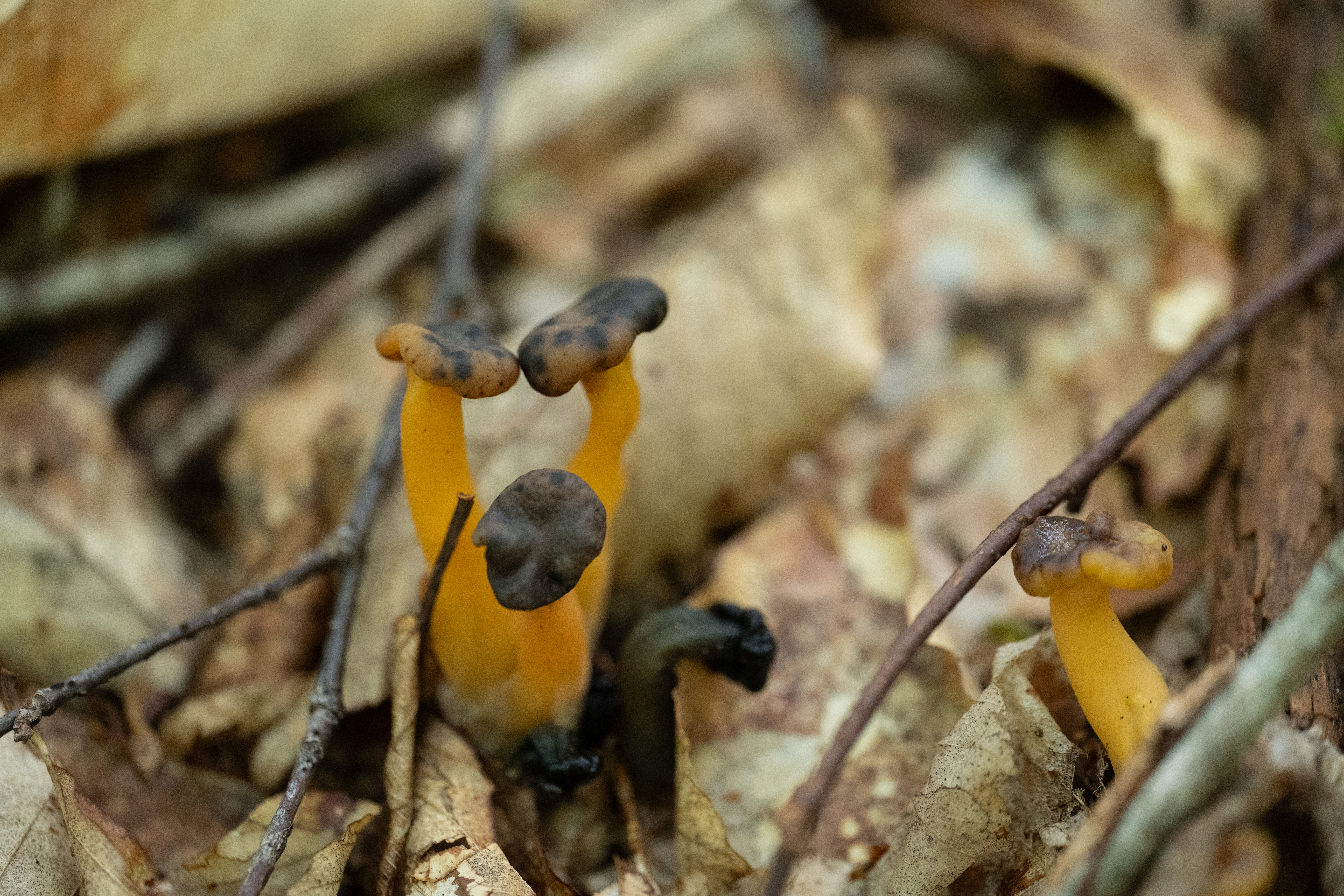 Mushrooms with yellow stems and black caps sit on a mossy piece of dirt. They are healthy and full.