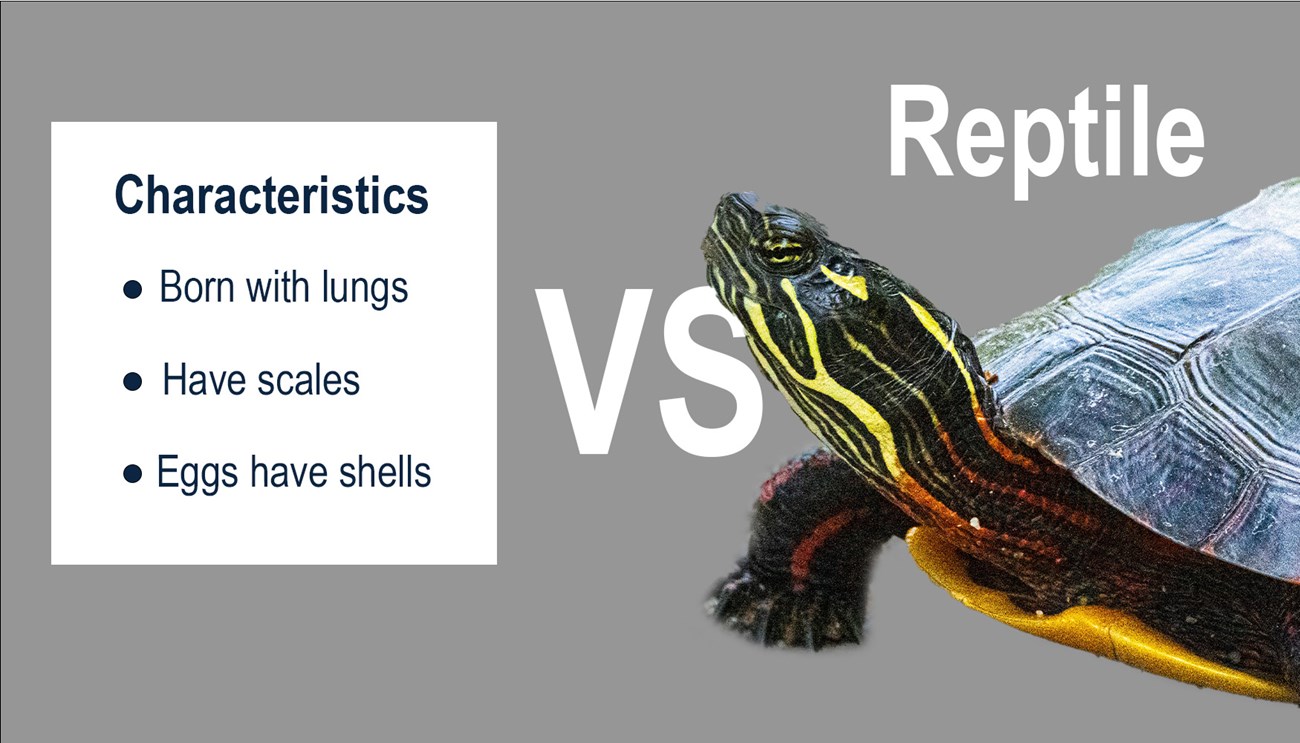 Frog sits in frame with characteristics listed next to it, reading "characteristics" in a bulleted list: born with gills, have moist skin, wet, jelly like eggs: