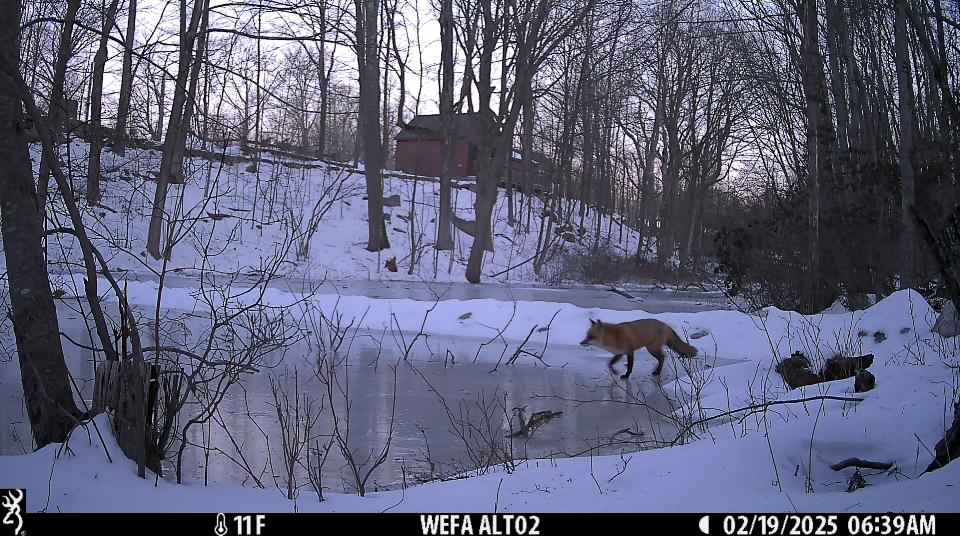A fox walking across a frozen pond