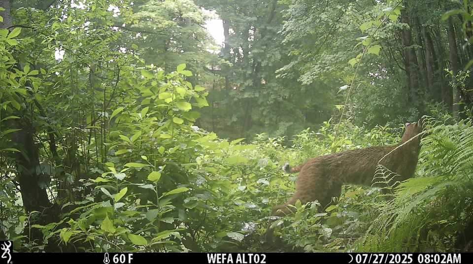 A fox walking across a frozen pond