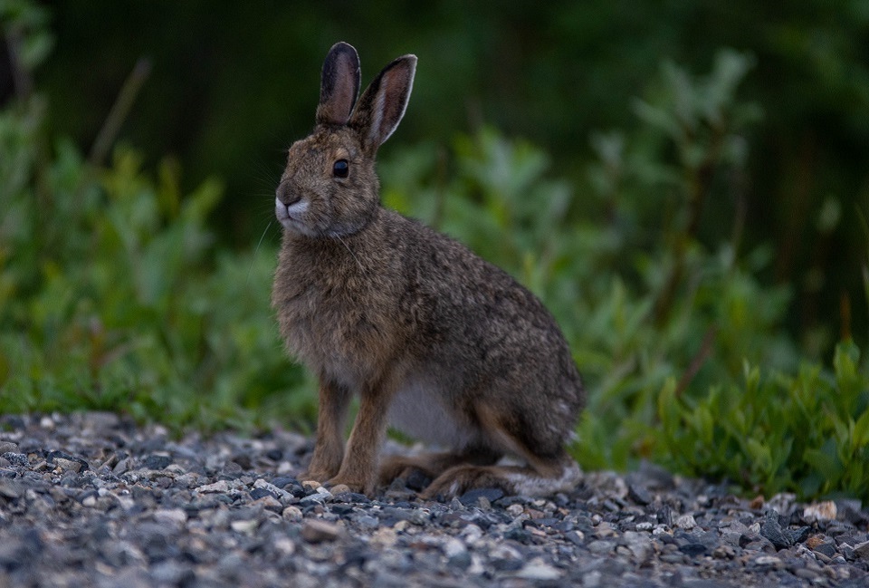 A white snowshoe hare sits at attention in snow