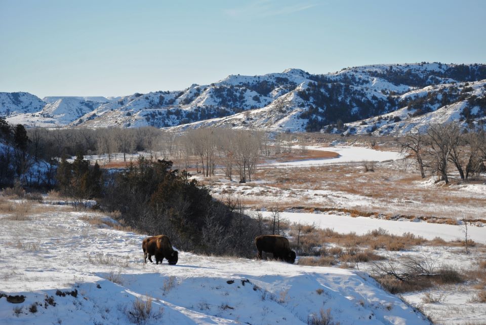 Snowy Badlands landscape with two bison grazing in foreground; clear, blue sky above.