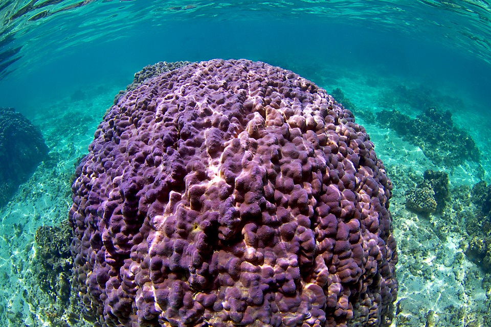 An underwater image of a healthy purple coral colony.