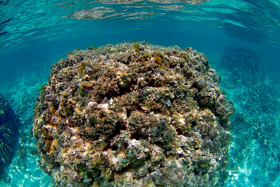 An underwater image of a healthy purple coral colony.