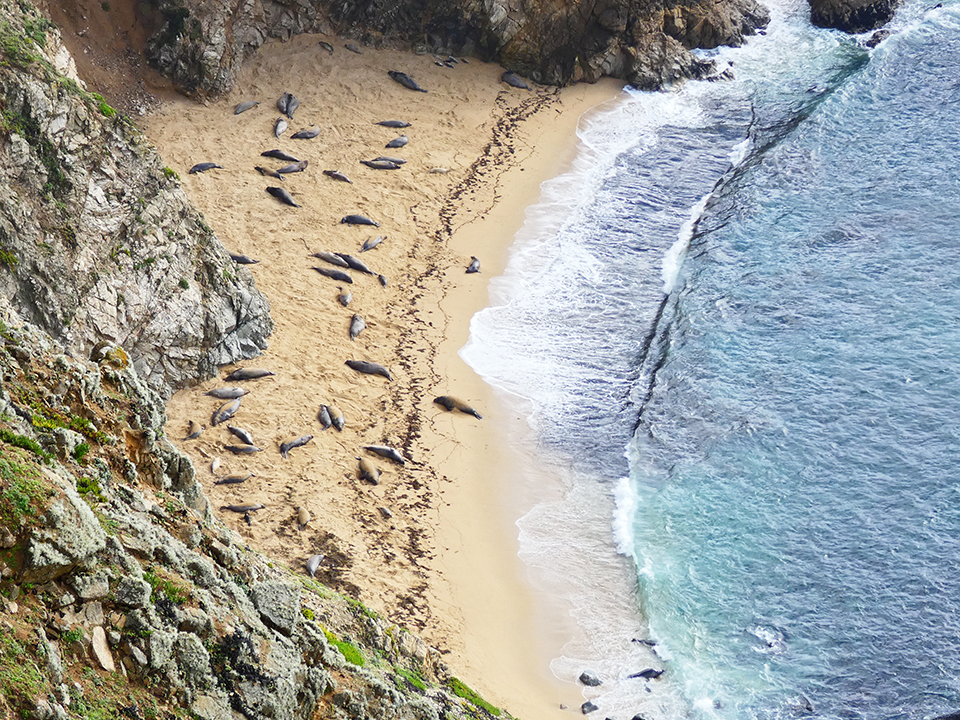 Looking down at a couple dozen elephant seals on a beach backed by steep cliffs,