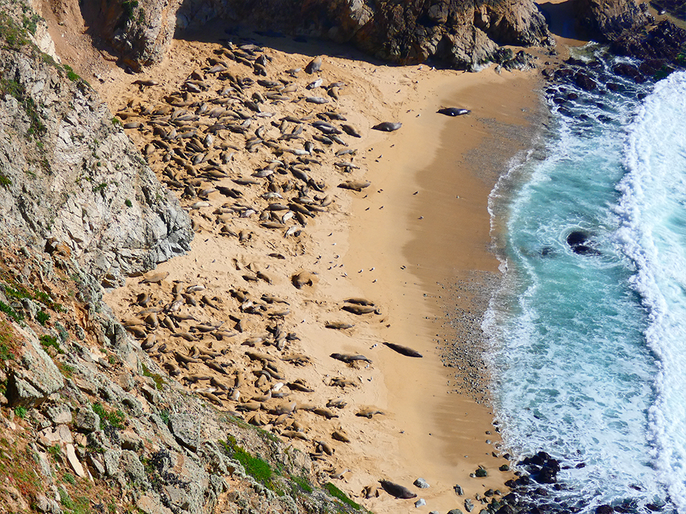 Looking down at a couple dozen elephant seals on a beach backed by steep cliffs,