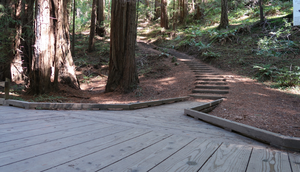 A before being serviced photo of a wooden boardwalk covered with organic debris at Muir Woods National Monument.