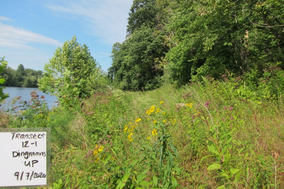 View of a transect showing exotic shrubs forming a dense shady thicket.