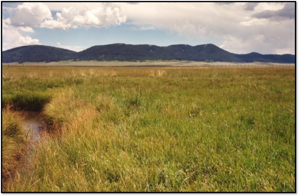 Historic black and white photo of sheep grazing along Jaramillo Creek
