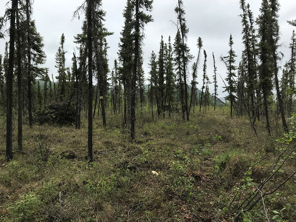 A thick stand of trees