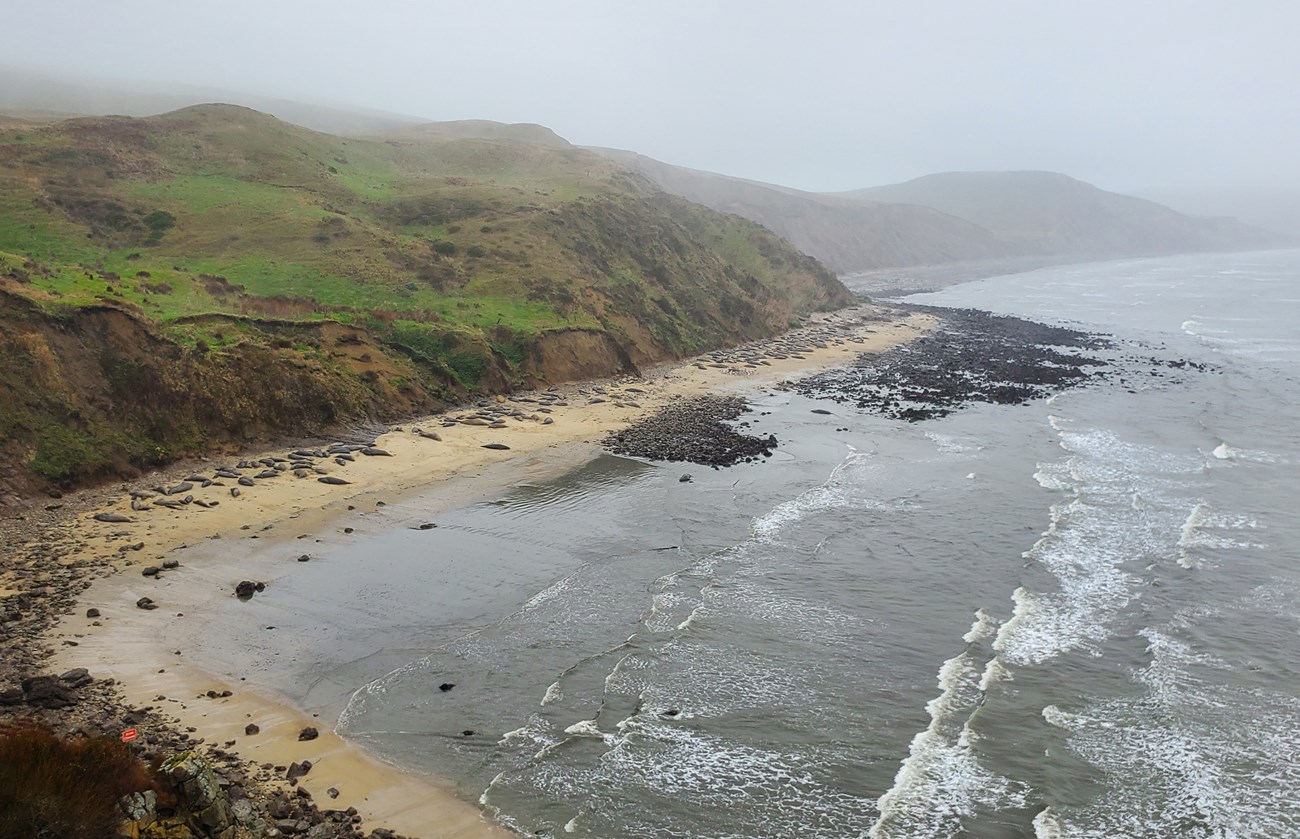 The Rippling Effects of Climate Change on Elephant Seal Habitat (U.S