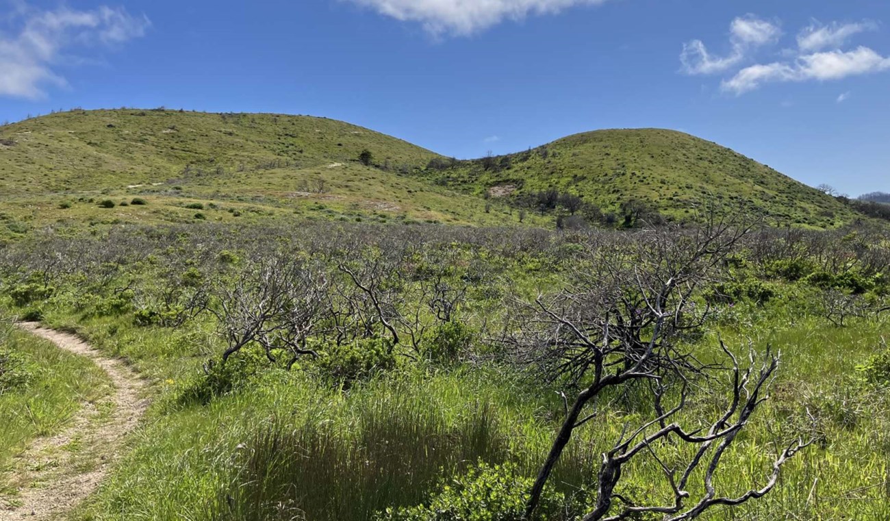 Blue sky over a hillside of charred black shrubbery and tan vegetation.