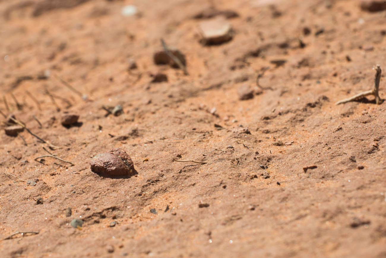 a hard to spot thin crust along a sandy surface