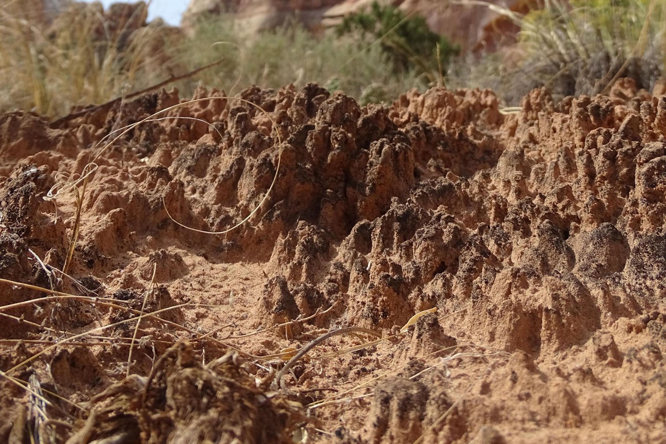 a hard to spot thin crust along a sandy surface