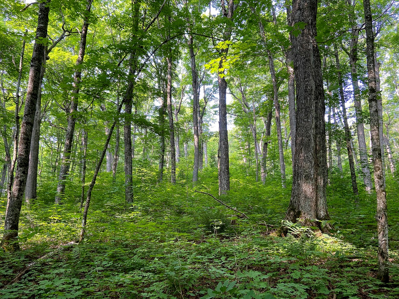 a healthy forest with overstory and understory plants