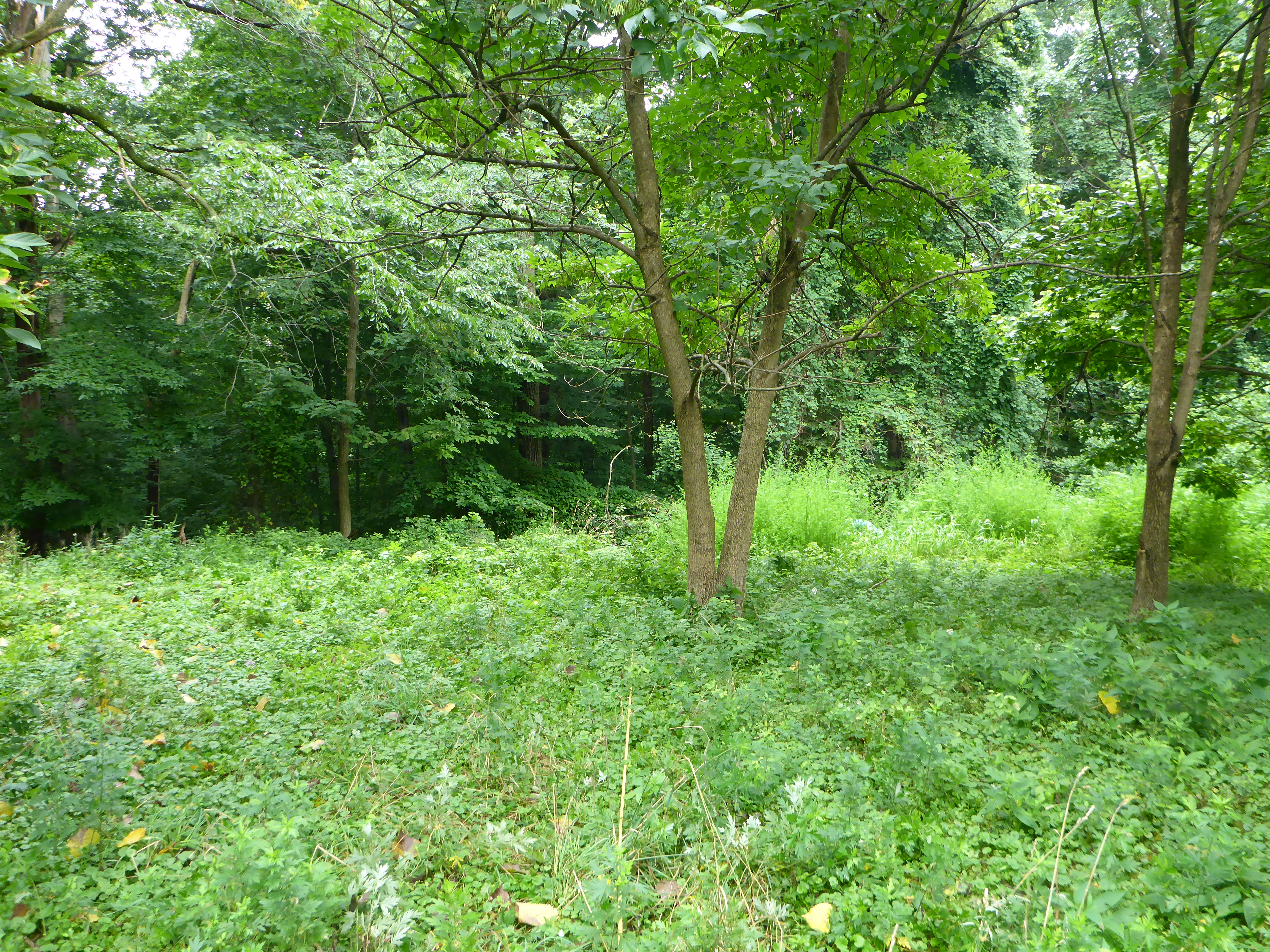 Thick shrubs cover a forest floor and taller trees stand in the background.