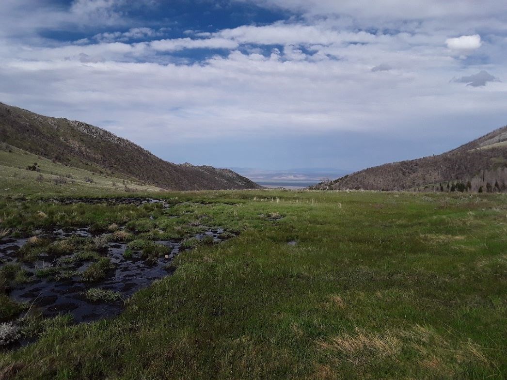 The upper meadow in Strawberry Creek four months after the fire in 2016.