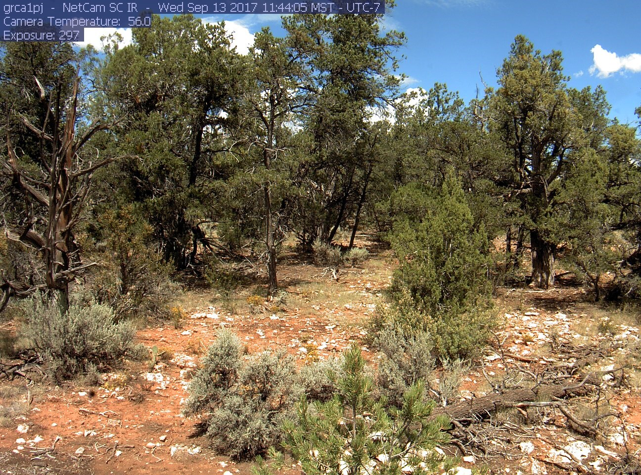 A forest with many different sized pinyon pine trees.