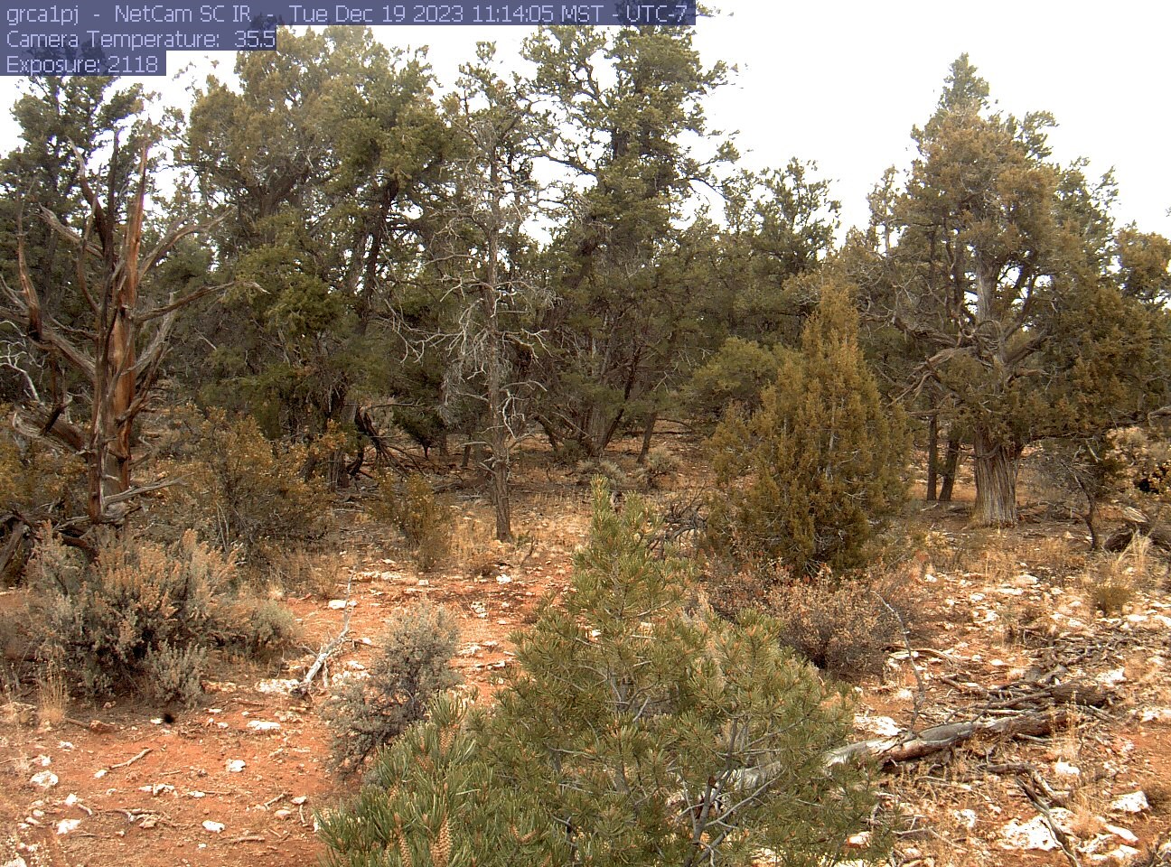 A forest with many different sized pinyon pine trees.