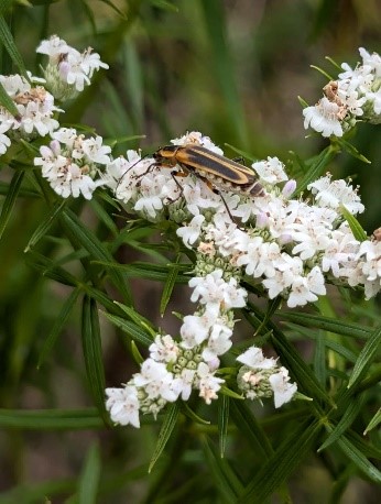 an orange bug on a white flower